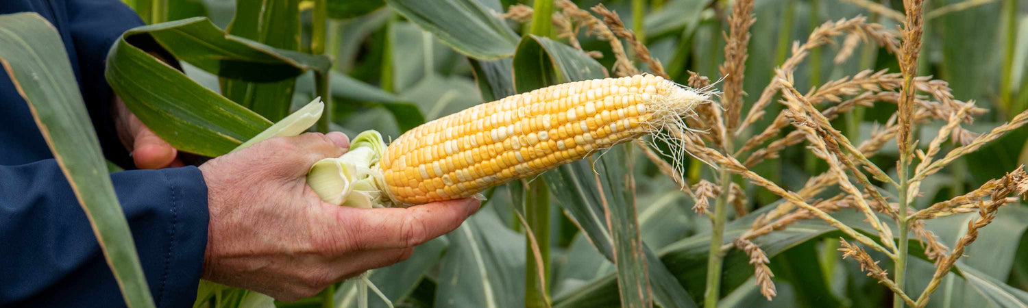 Sweetcorn Plants