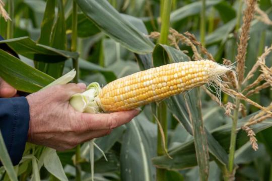 Sweetcorn Seeds