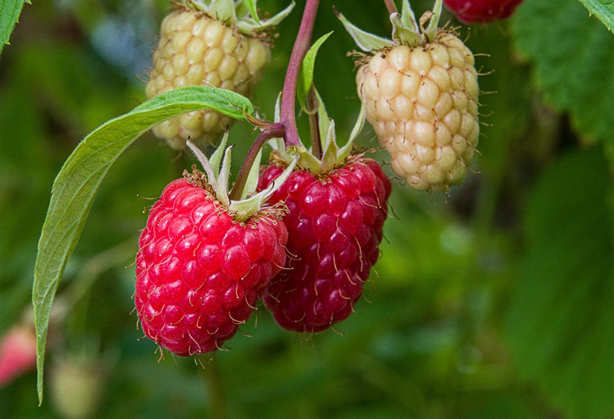 Sweetest Fruits