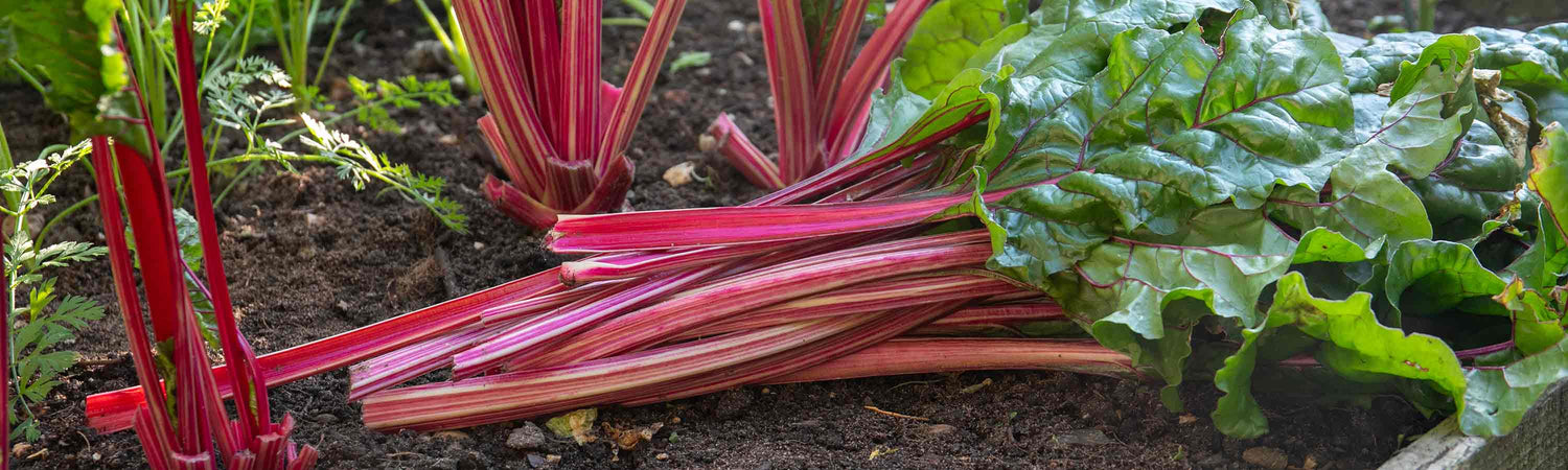 Chard Plants