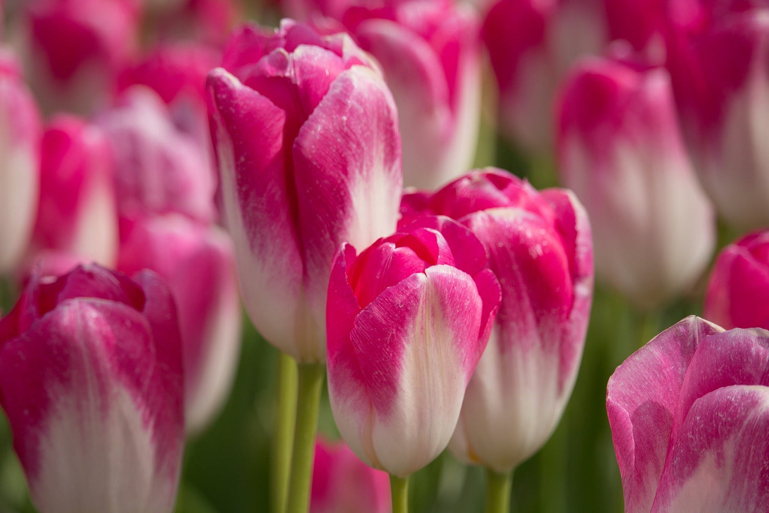 Spring Flowering Bulbs