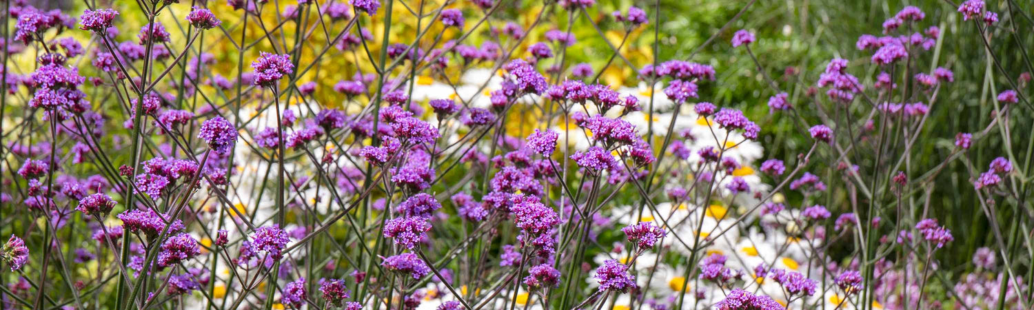 Perennial Plug Plants