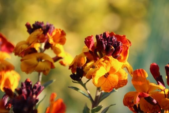 Wallflower plants