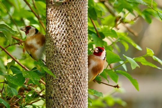 Wild Bird Straight Food