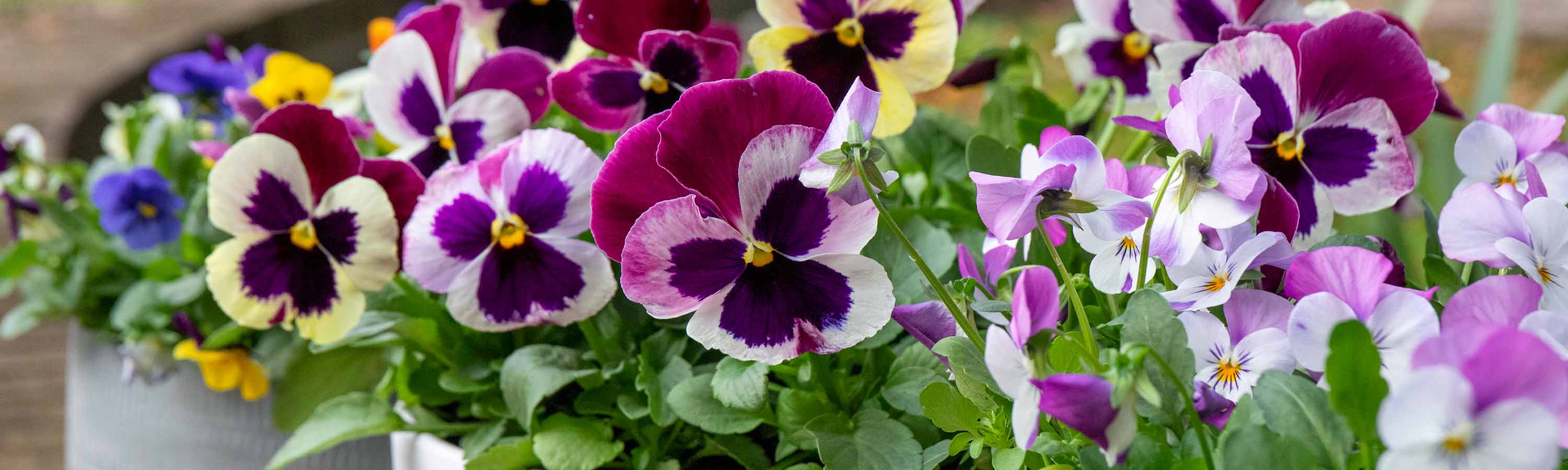 Free Delivery on Autumn & Winter Bedding