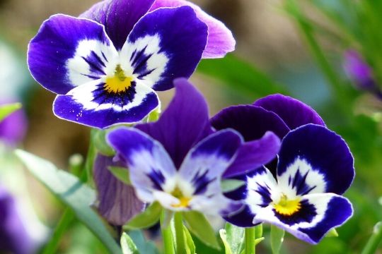 Autumn Bedding Plants