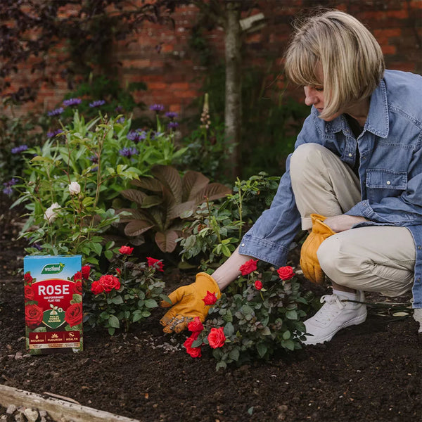 Westland Rose Plant Feed