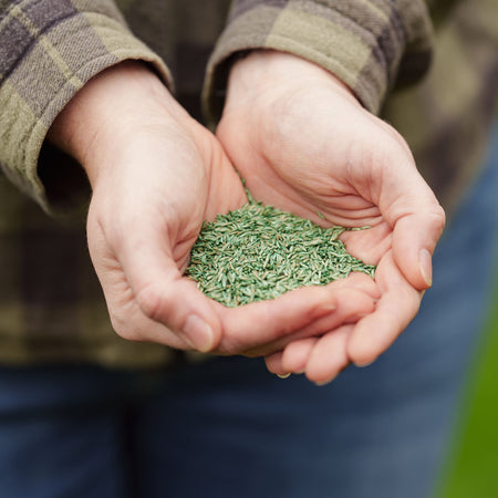 Westland PureGeen Lawn Seed