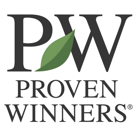 Petunia Plant Supertunia 'Vista Bubblegum'