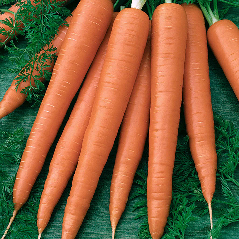 Carrot Seeds 'Sweet Candle'