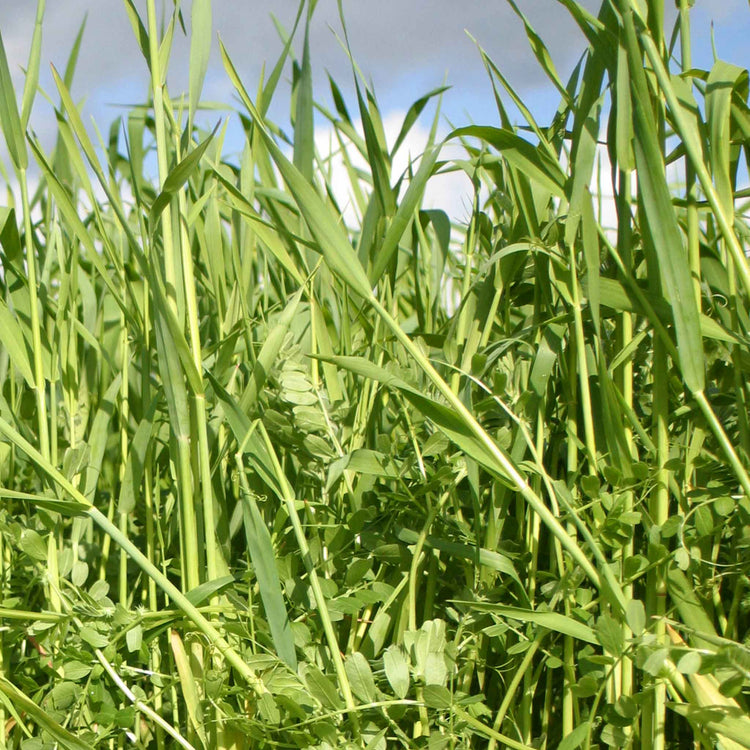 Green Manure Seeds Autumn/Winter Mix