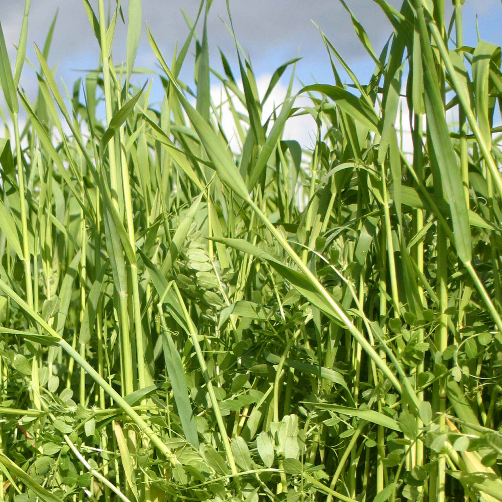 Manure Seeds Autumn Winter Mix