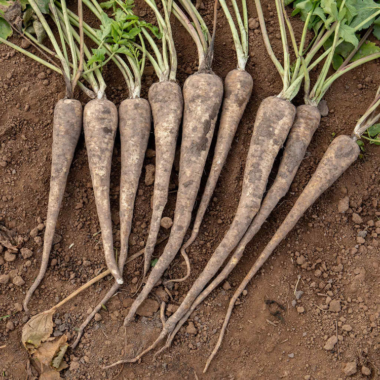 Parsnip Seeds 'Panorama' F1