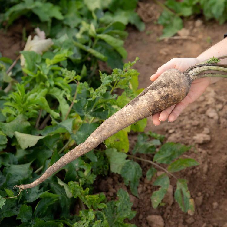 Parsnip Seeds 'Panorama' F1