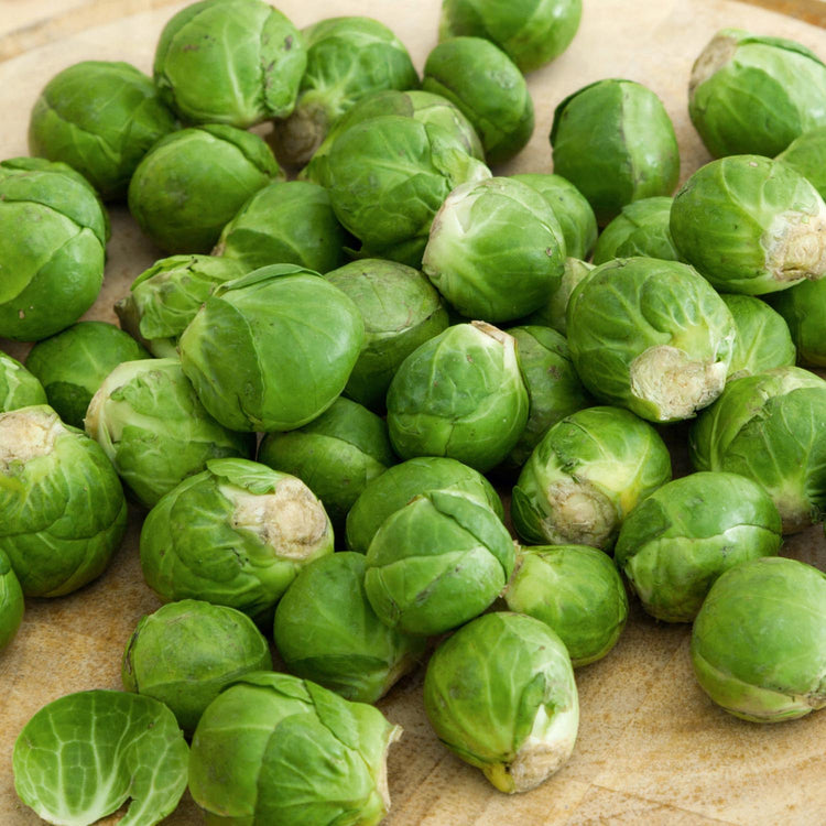 Brussels Sprout Seeds 'Trafalgar' F1