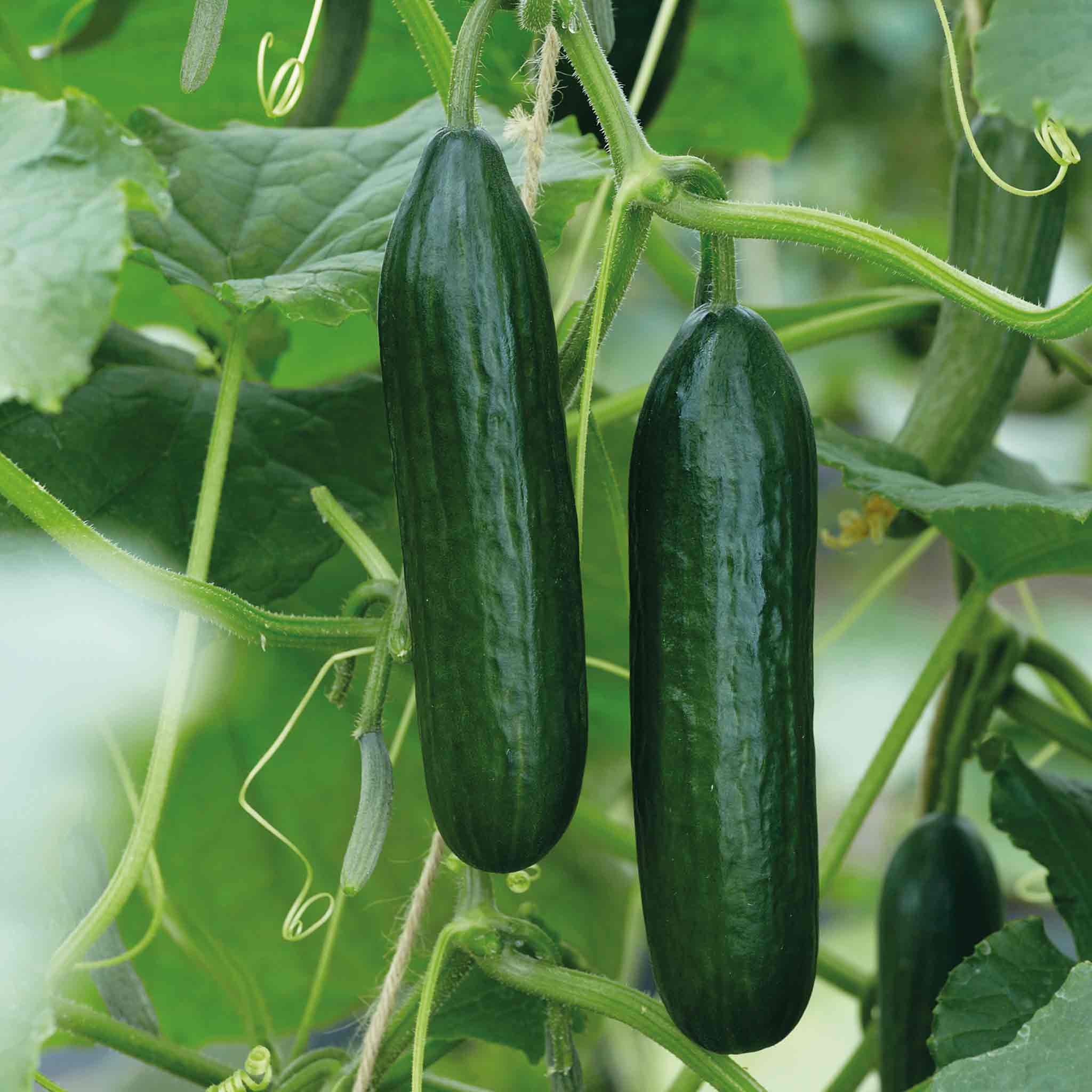 Cucumber Seeds Mini Muncher F1