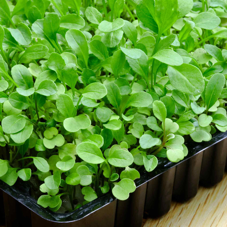 Microgreens Seeds Broccoli