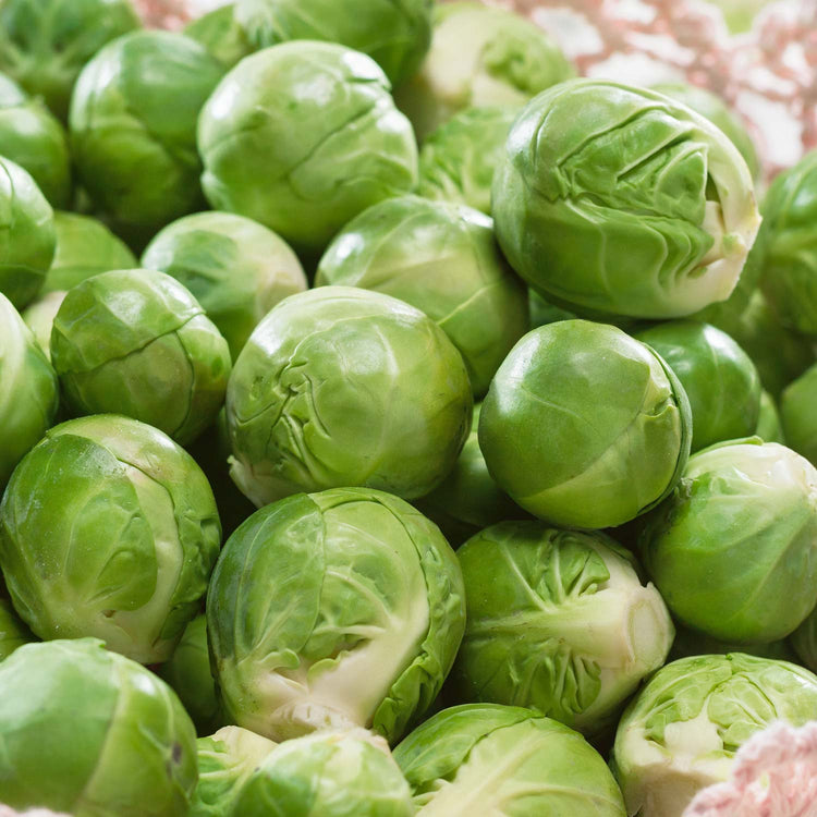 Brussels Sprout Plant 'Crispus'