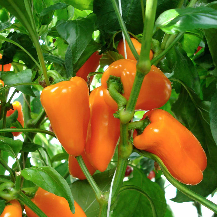 Sweet Pepper Plant 'Snackbite Orange'