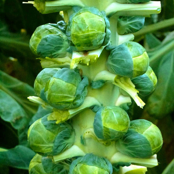 Brussels Sprout Seeds 'Bright' F1