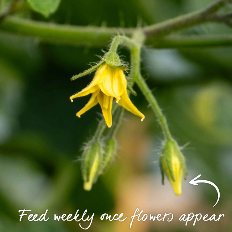 Bush Tomato Plant 'Lizzano'