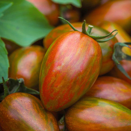 Cordon Tomato Plant 'Shimmer'