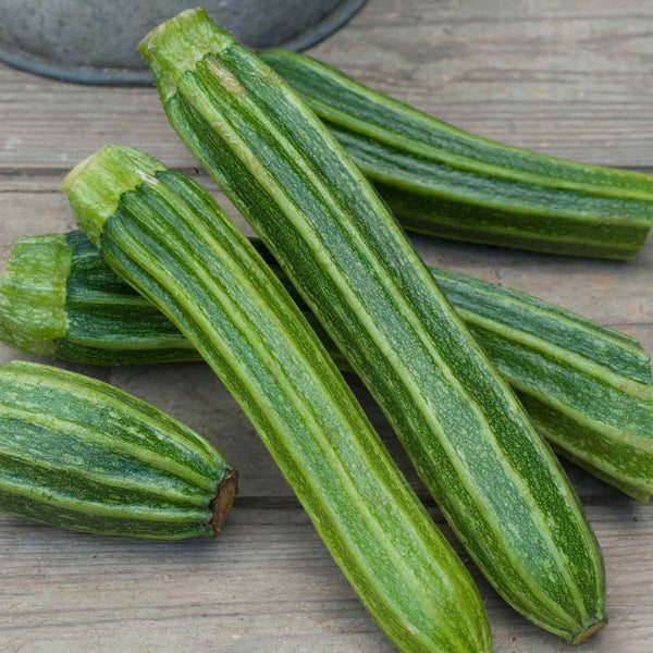 Courgette Seeds 'Romanesco Latino' F1