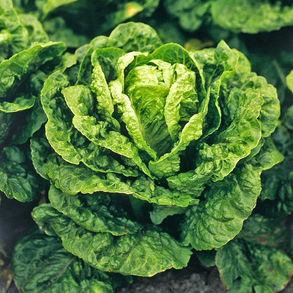 Lettuce Seeds 'Winter Density'