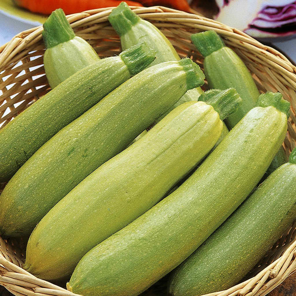 Courgette Seeds 'Alfresco' F1