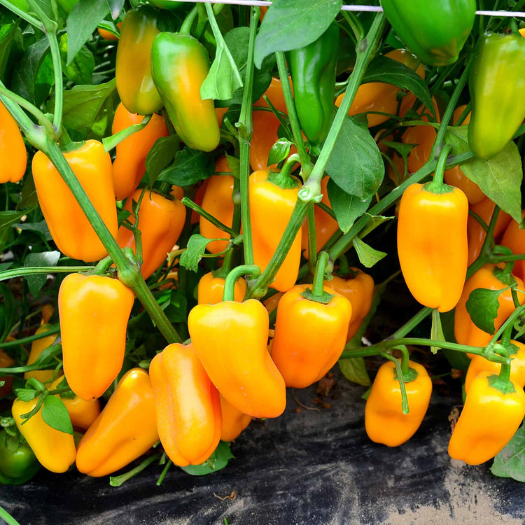 Sweet Pepper Plant 'Snackbite Yellow'