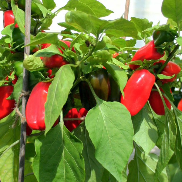 Sweet Pepper Plant 'Snackbite Red'