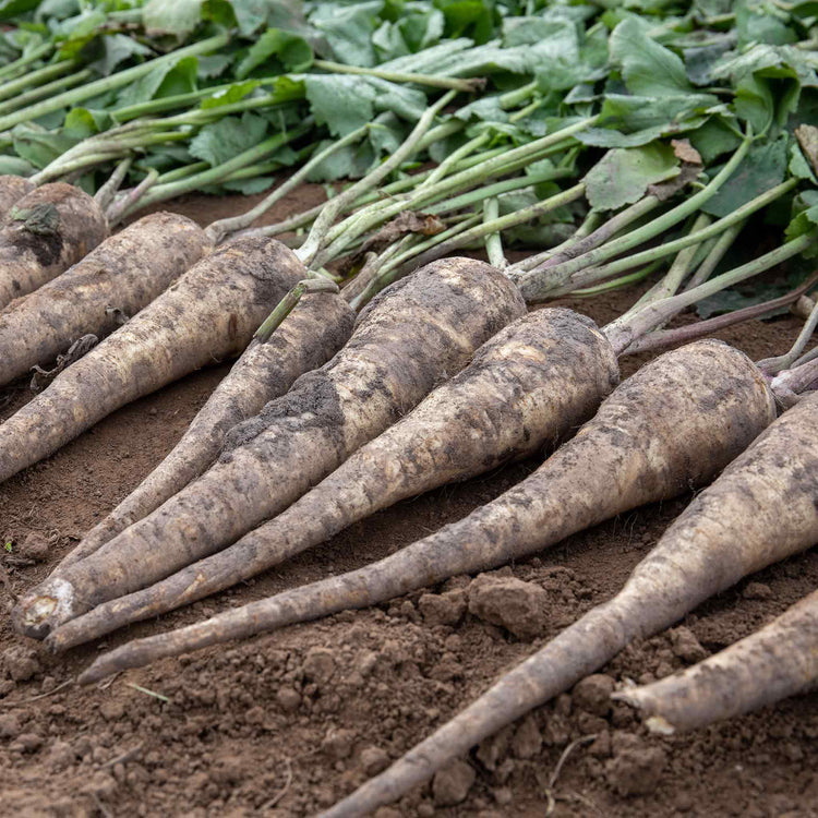 Parsnip Seeds 'Pearl' F1