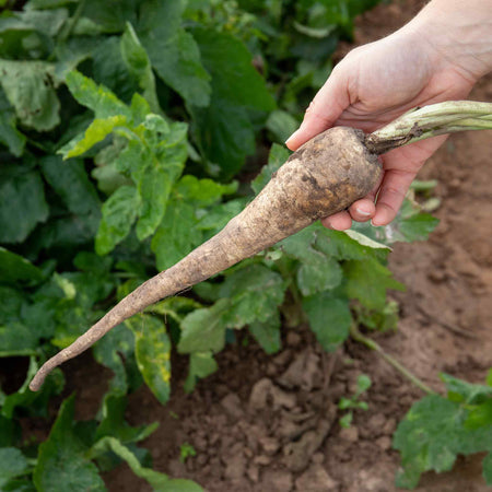 Parsnip Seeds 'Pearl' F1