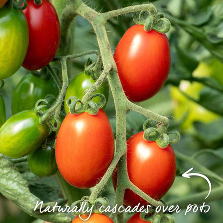 Tomato Seeds Bush 'Montello' F1