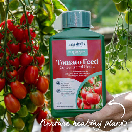 Tomato Seeds Bush 'Montello' F1