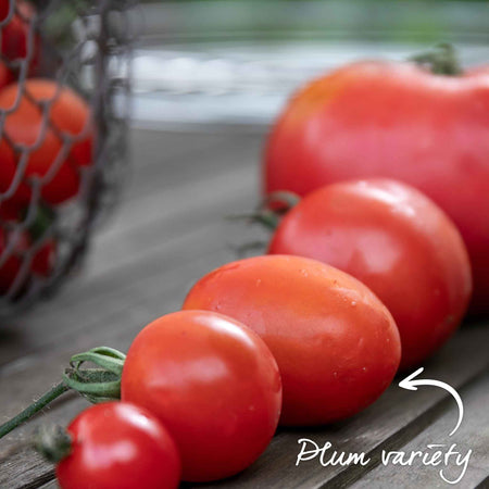 Bush Tomato Plant 'Tropical Ruby'