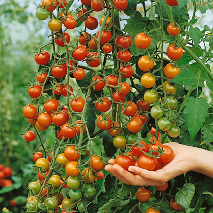 Grafted Cordon Tomato Plant Taster Pack