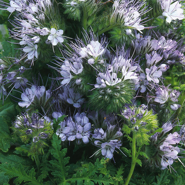 Green Manure Seeds 'Phacelia'