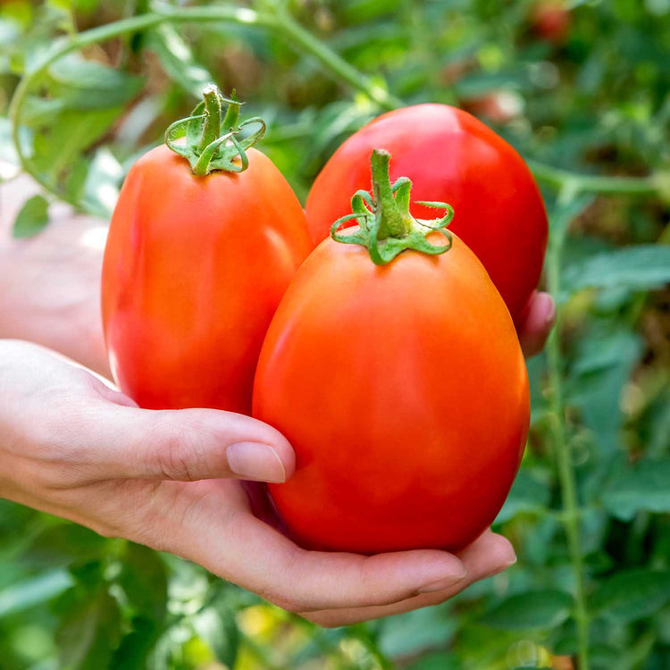 Tomato Seeds Outdoor Collection