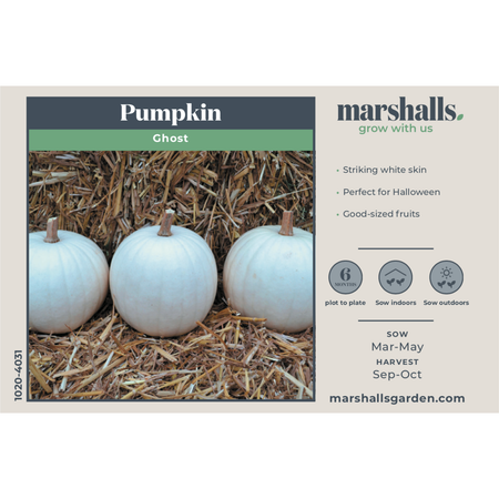 Pumpkin Seeds 'Ghost'