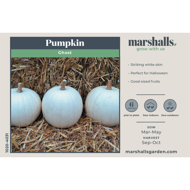 Pumpkin Seeds 'Ghost'