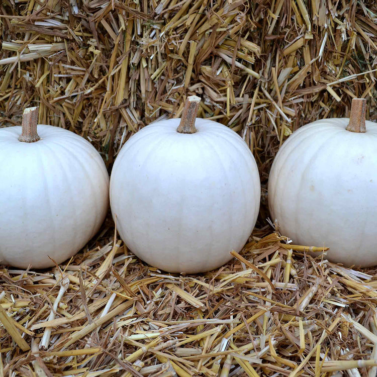 Pumpkin Seeds 'Ghost'