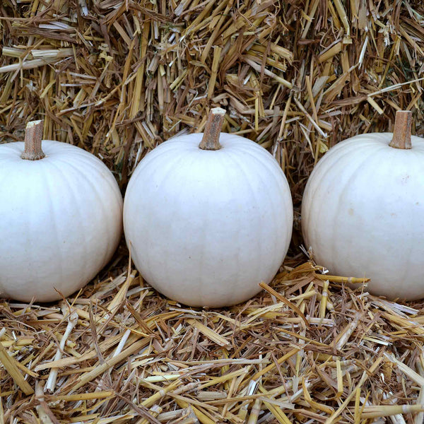 Pumpkin Seeds 'Ghost'