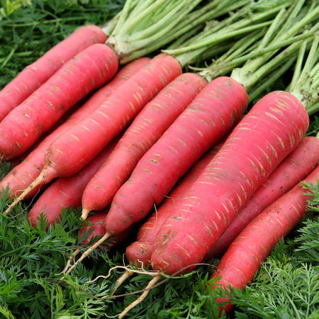 Carrot Seeds 'Red Sun'