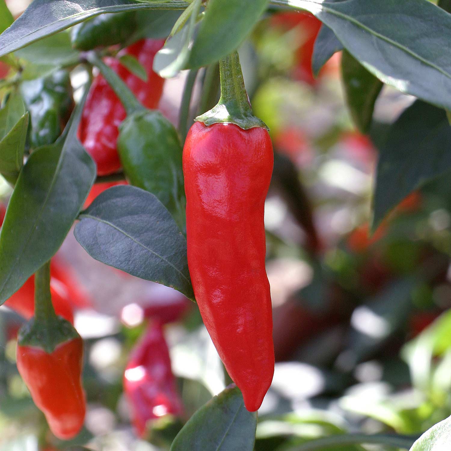 Chilli 'Apache' Plugs Mid May Despatch Buy Chilli Plants Online