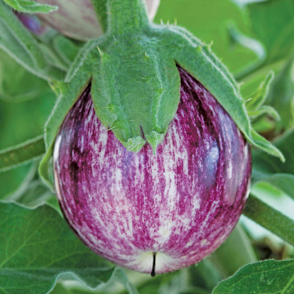 Aubergine Plant 'Pinstripe'