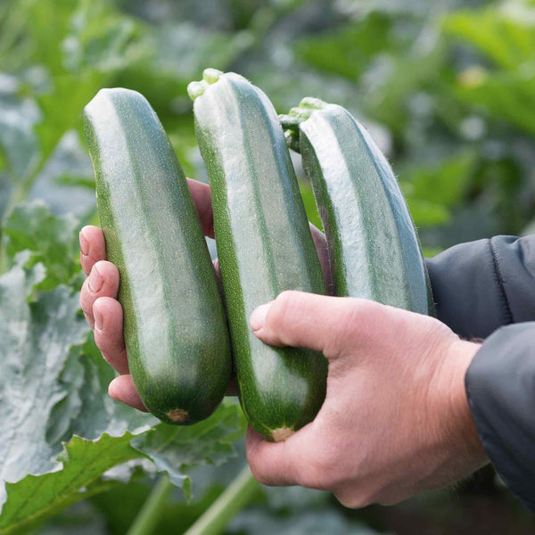 Courgette Seeds 'Ladoga'