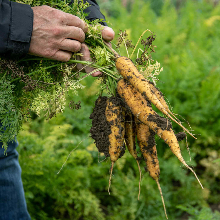 Carrot Seeds 'Jaune de Doubs'