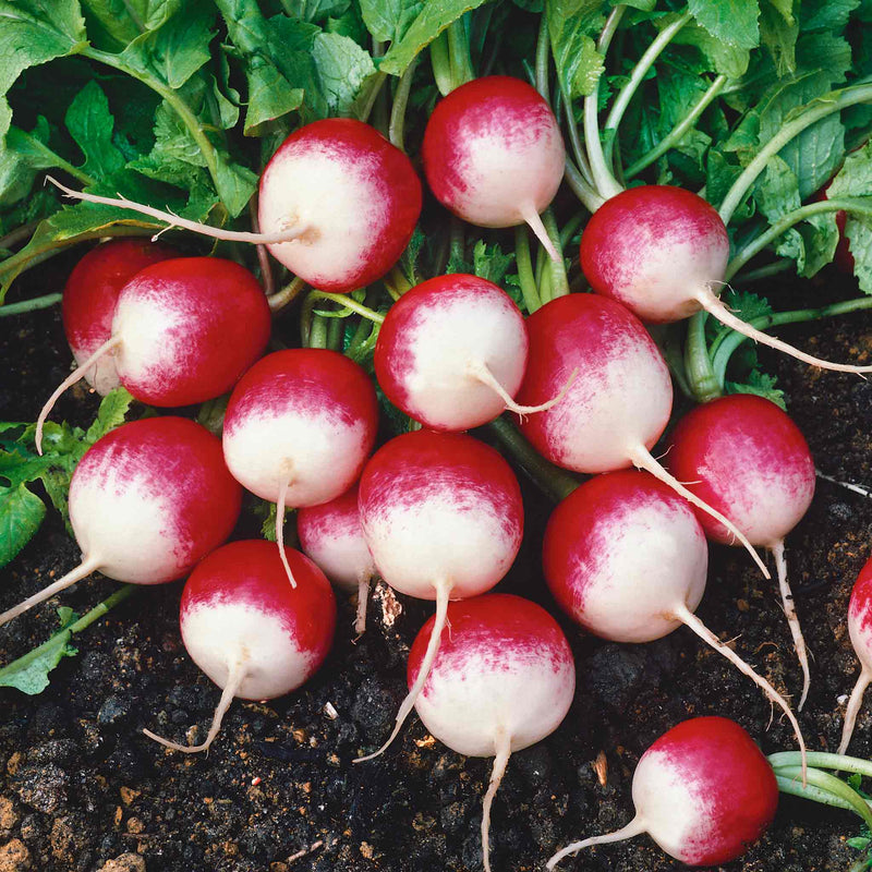 Radish Seeds 'Sparkler'