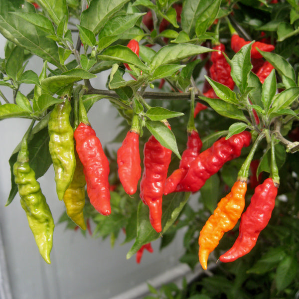 Chilli Pepper Seeds 'Fruity Volcano'